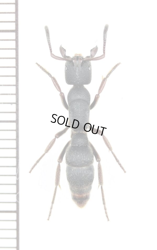 画像1: アリの一種　Formicidae species　♀　タイ