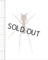 アリの一種　Formicidae species　♀　パナマ