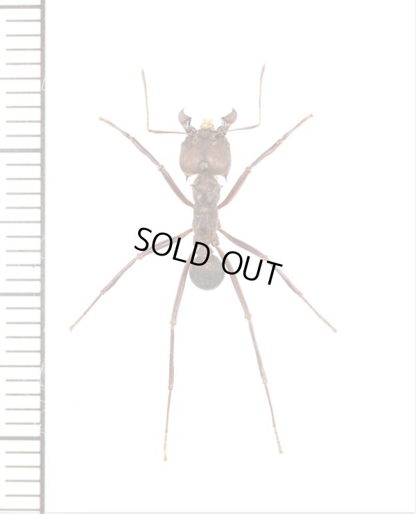 画像1: アリの一種　Formicidae species　♀　パナマ