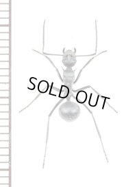 トゲアリの一種　Polyrhachis sp.　♀　 タンザニア