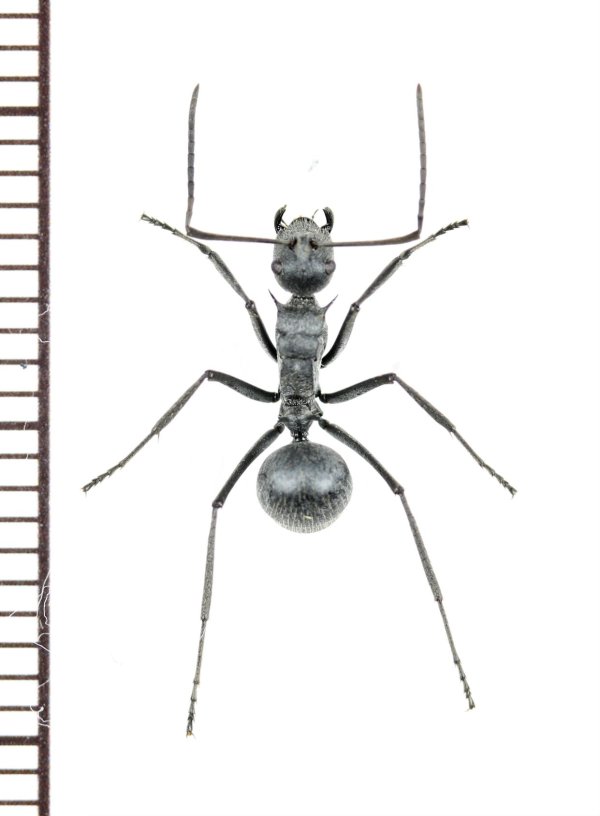 画像1: トゲアリの一種　Polyrhachis sp.　♀　 タンザニア