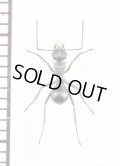 アリの一種　Formicidae species　♀　ミャンマー