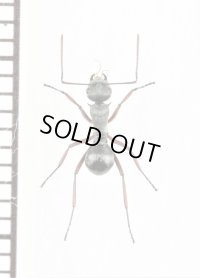 アリの一種　Formicidae species　♀　ミャンマー