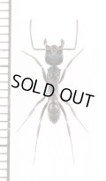 アリの一種　Formicidae species　♀　ミャンマー