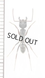 アリの一種　Formicidae species　♀　ミャンマー