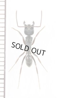 アリの一種　Formicidae species　♀　ミャンマー