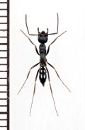 アリの一種　Formicidae species　♀　ミャンマー