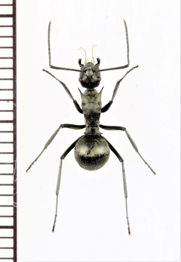 画像1: トゲアリの一種　Polyrhachis sp.　♀　ミャンマー
