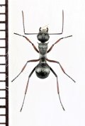 トゲアリの一種　Polyrhachis sp.　♀　ミャンマー
