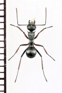 トゲアリの一種　Polyrhachis sp.　♀　ミャンマー