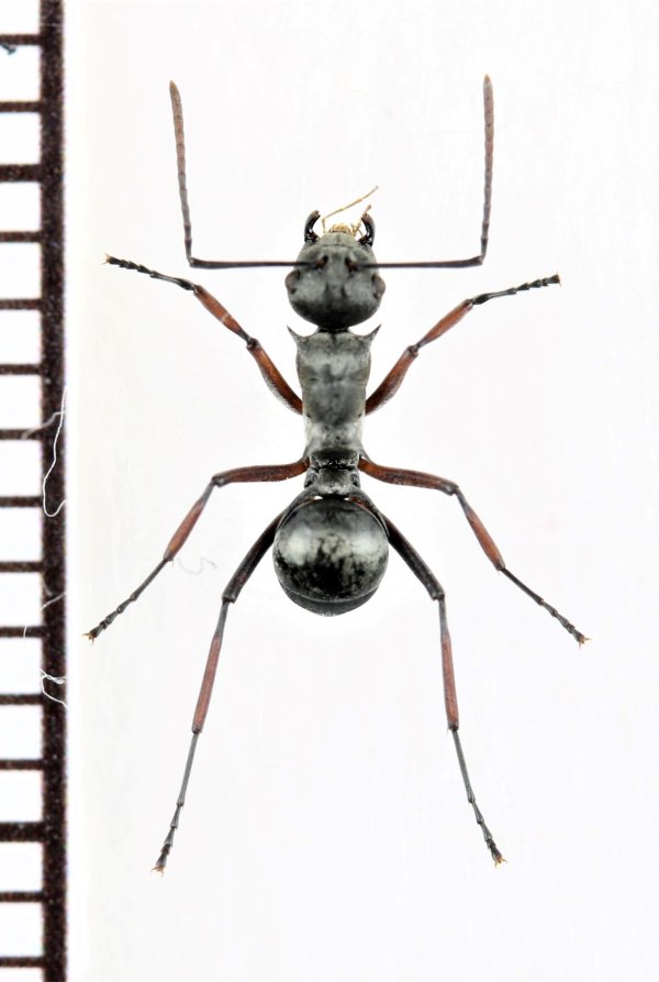 画像1: トゲアリの一種　Polyrhachis sp.　♀　ミャンマー