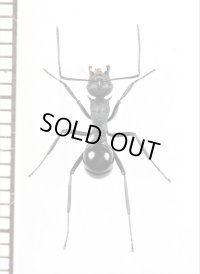 トゲアリの一種　Polyrhachis sp.　♀　ソロモン諸島（ガダルカナル島）