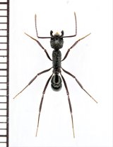 アリの一種　Formicidae species　♀　ソロモン諸島（ガダルカナル島）