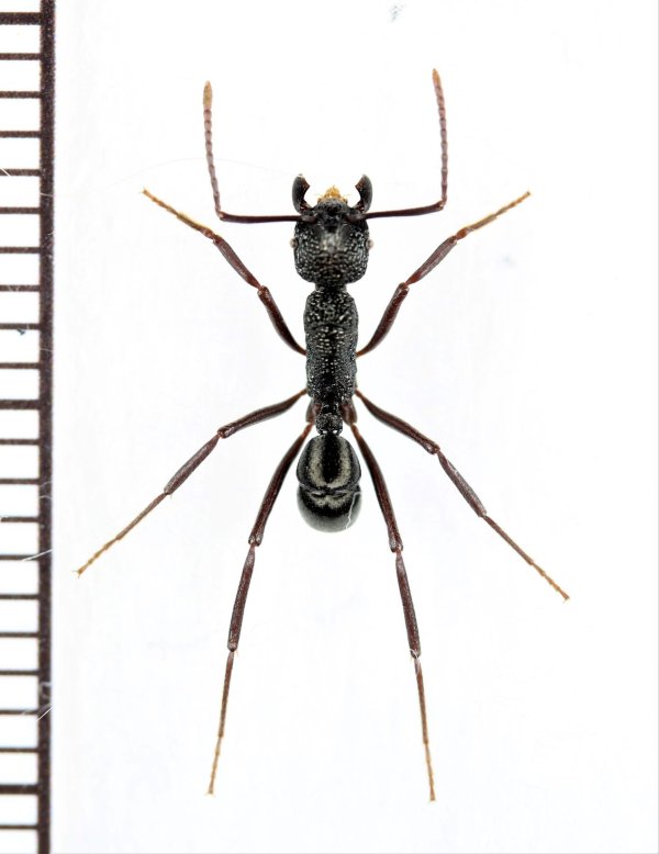 画像1: アリの一種　Formicidae species　♀　ソロモン諸島（ガダルカナル島）