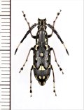 ヒゲナガゾウムシの一種　Anthribidae species　♂　ベトナム北東部