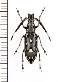 ヒゲナガゾウムシの一種　Anthribidae species　♂　ベトナム北東部