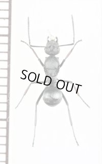 トゲアリの一種　Polyrhachis sp.　♀　ソロモン諸島（ガダルカナル島）