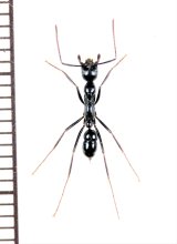 アリの一種　Formicidae species　♀　ソロモン諸島（ガダルカナル島）
