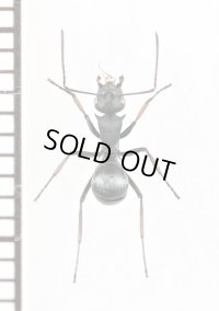 トゲアリの一種　Polyrhachis sp.　♀　ソロモン諸島（ガダルカナル島）