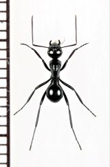 アリの一種　Formicidae species　♀　ソロモン諸島（マライタ島）