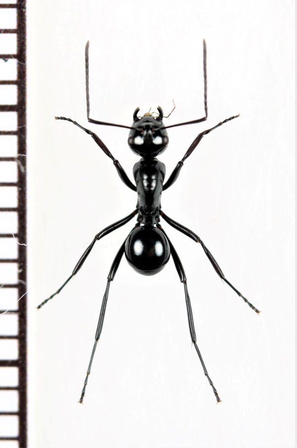 画像1: アリの一種　Formicidae species　♀　ソロモン諸島（マライタ島）