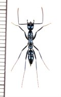 ハシリハリアリの一種 　Leptogenys sp.　♀　 インドネシア（ボルネオ島）