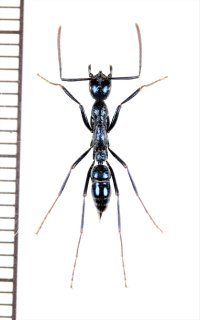 ハシリハリアリの一種 　Leptogenys sp.　♀　 インドネシア（ボルネオ島）