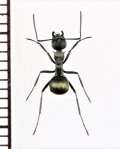 トゲアリの一種 　Polyrhachis diotima　♀　 インドネシア（スマトラ島）