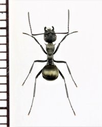 トゲアリの一種 　Polyrhachis diotima　♀　 インドネシア（スマトラ島）