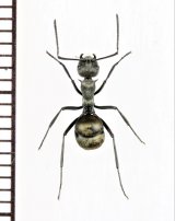 トゲアリの一種 　Polyrhachis sp.　♀　 インドネシア（スマトラ島）