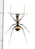 トゲアリの一種 　Polyrhachis sp.　♀　 インドネシア（スラウェシ島）