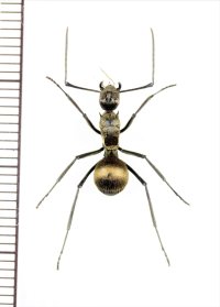 トゲアリの一種 　Polyrhachis sp.　♀　 インドネシア（スラウェシ島）
