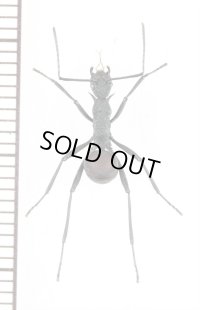 トゲアリの一種 　Polyrhachis armata defensa　♀　 インドネシア（スマトラ島）