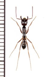 アリの一種 　Formicidae species　♀　 インドネシア（スマトラ島）