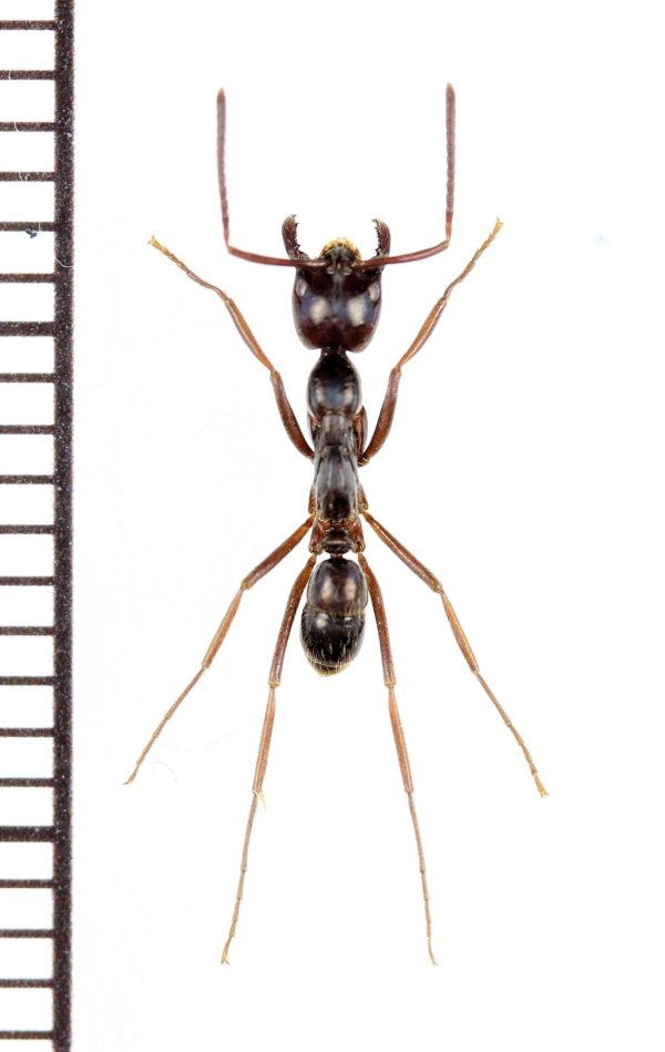 画像1: アリの一種 　Formicidae species　♀　 インドネシア（スマトラ島）