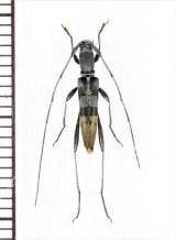 アリ擬態のトラカミキリの一種　Clytini species　♂　 ベトナム北東部