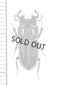 サメハダクワガタの一種　Pycnosiphorus lessonii elongatus　♂　チリ