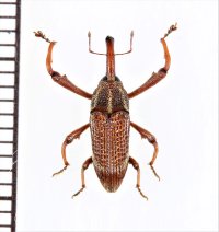 ゾウムシの一種　Curculionidae species   ベトナム北東部