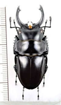 ツヤクワガタの一種　Odontolabis platynota coomani　大型♂　ベトナム北東部