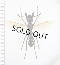 サシハリアリの一種　Paraponera clavata　♀（女王）   エクアドル