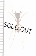 アリの一種　Formicidae species　♀　カメルーン