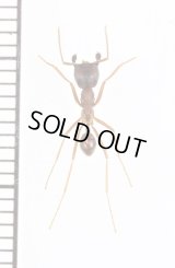 アリの一種　Formicidae species　♀　カメルーン
