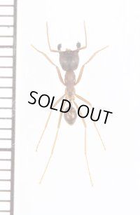 アリの一種　Formicidae species　♀　カメルーン