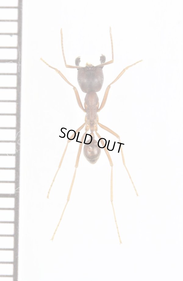 画像1: アリの一種　Formicidae species　♀　カメルーン