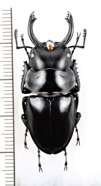 ツヤクワガタの一種　Odontolabis platynota coomani　♂　ベトナム北東部