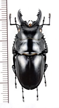 ツヤクワガタの一種　Odontolabis platynota coomani　♂　ベトナム北東部