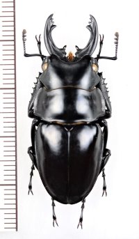 ツヤクワガタの一種　Odontolabis platynota coomani　♂　ベトナム北東部