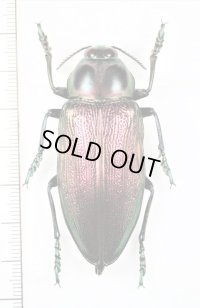 眼状紋を持つタマムシの一種　Euchroma gigantea goliath　♂58.5mm　コロンビア
