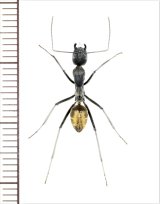 アリの一種　Formicidae species　♀   ベトナム南部