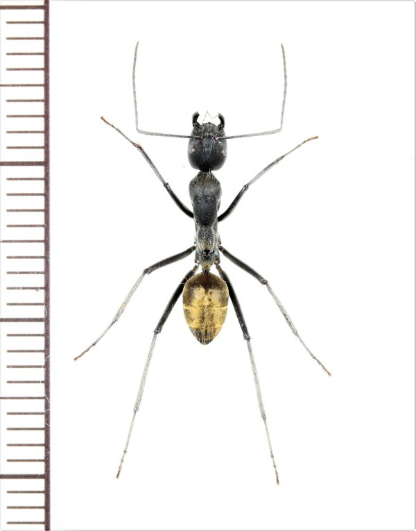 画像1: アリの一種　Formicidae species　♀   ベトナム南部